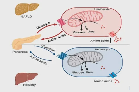 https://biotechmagazineandnews.com/la-hormona-glucagon-clave-para-advertir-la-aparicion-de-diabetes-2/