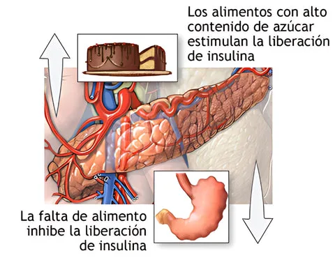 https://www.dietdoctor.com/wp-content/uploads/2011/03/LCHF-para-principiantes1.pdf